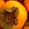 Persimmons