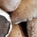 Portobello Mushrooms