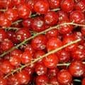 Red Currants